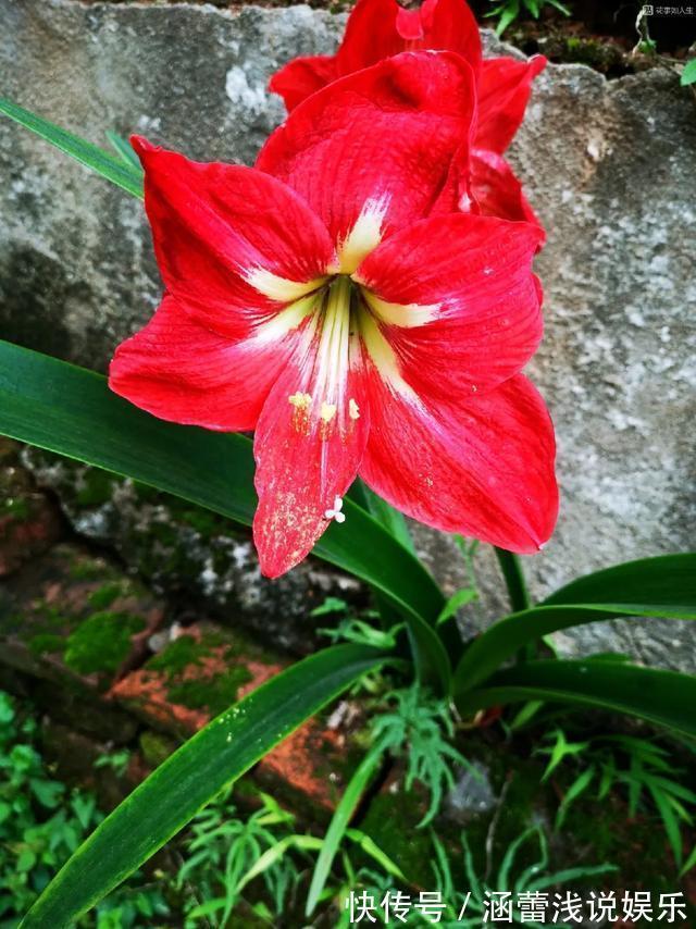 花盆|真正的花坚强，墙缝、地缝都能长，开花特别旺！