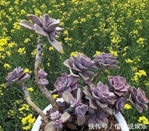 老桩|3种多肉植物,号称“爆崽小能手”,上色美长满盆,养成群生老桩