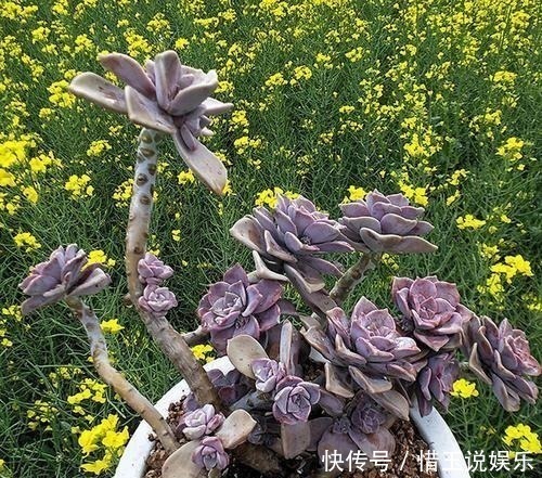 老桩|3种多肉植物，号称“爆崽小能手”，上色美长满盆，养成群生老桩