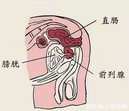 前列腺增生|聊聊前列腺被雄激素催促的一生