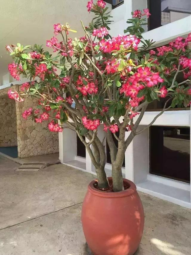 天气太热,养6种别乱浇水,浇得多死得快,难怪一浇就烂根