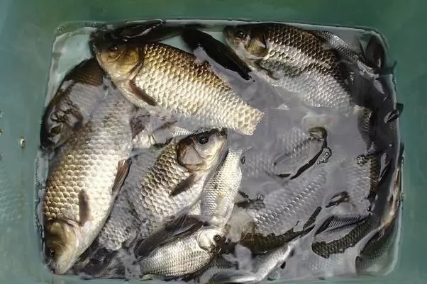 冬季钓鱼误区:“冬钓深水”,老钓手告诉你,这几个位置鲫鱼最多