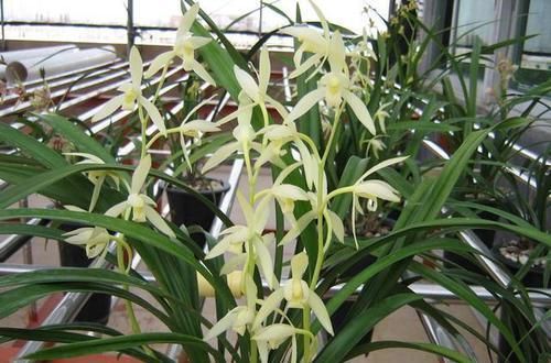  持久|高雅之兰“青山玉泉”，花叶俱美，香味浓郁持久，每年可开花3次