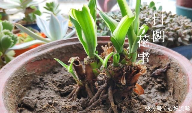 初秋给吊兰“整整型”，做好两件事，变成飘逸“小老桩”！