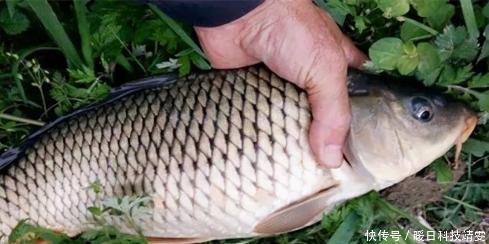 钓友|钓鲤鱼口滑不开口?试试这几招,只要有鲤鱼,不怕不开口