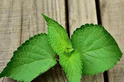 我家每年必吃,是菜也是药,用来炒鸡蛋比香椿还香,有花盆就能种