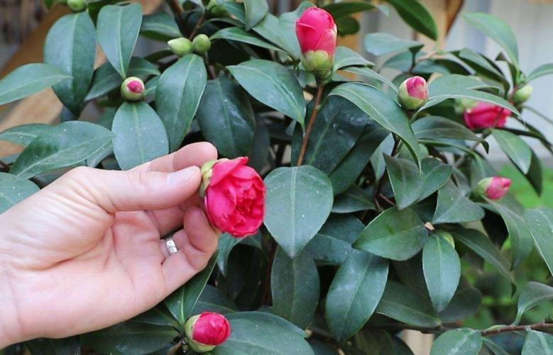 家里养3种花,剪个枝插盆里,生根快易成活,来年疯长不停