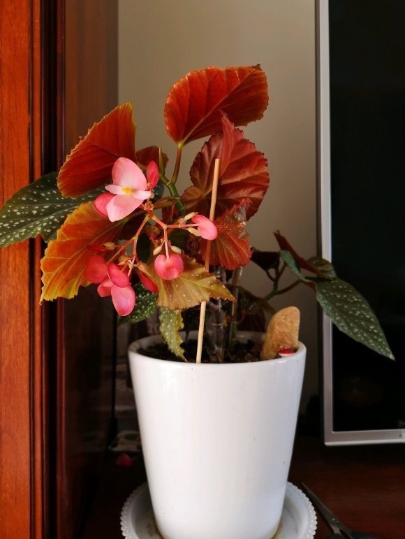 耐阴怕晒的花,一晒叶子就发黄干裂,放阴凉地养得好!