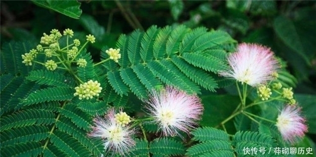 闺怨!白居易李商隐陆游,合欢花诗各一首,看看他们诗作之间深沉的关联