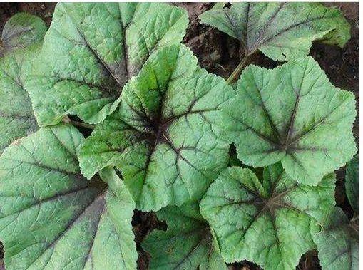 魔芋性|三十岁的女人,多吃三种野菜,美容养颜,润肠减肥,排毒美白!