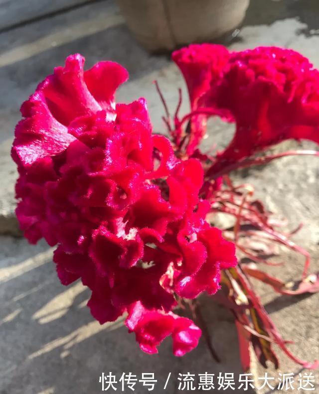 真正的花坚强，墙缝、地缝都能长，开花特别旺！