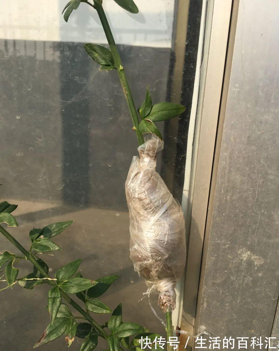这花不用扦插，枝条套个塑料袋，大白根呼呼冒养花大全昨天