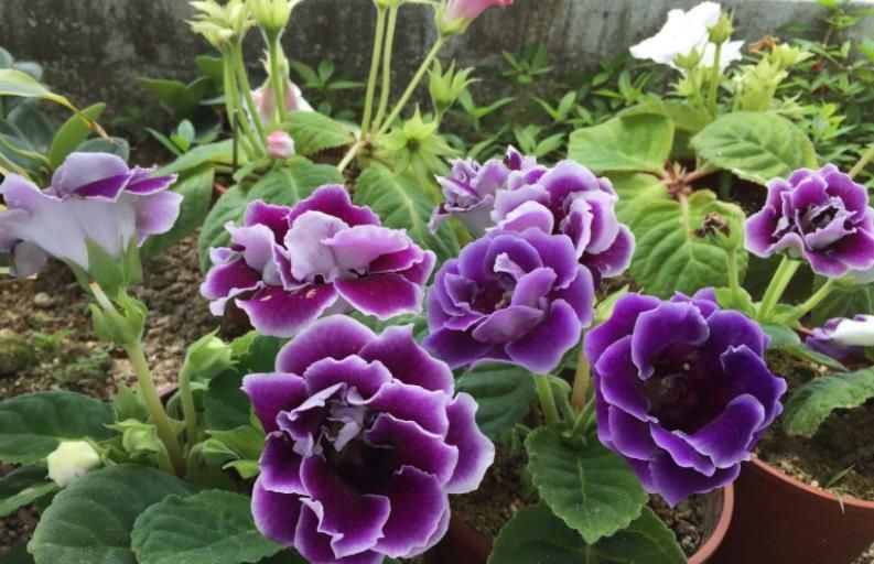 大岩桐有“3喜2怕”,新手了解掌握后,开花又大又多