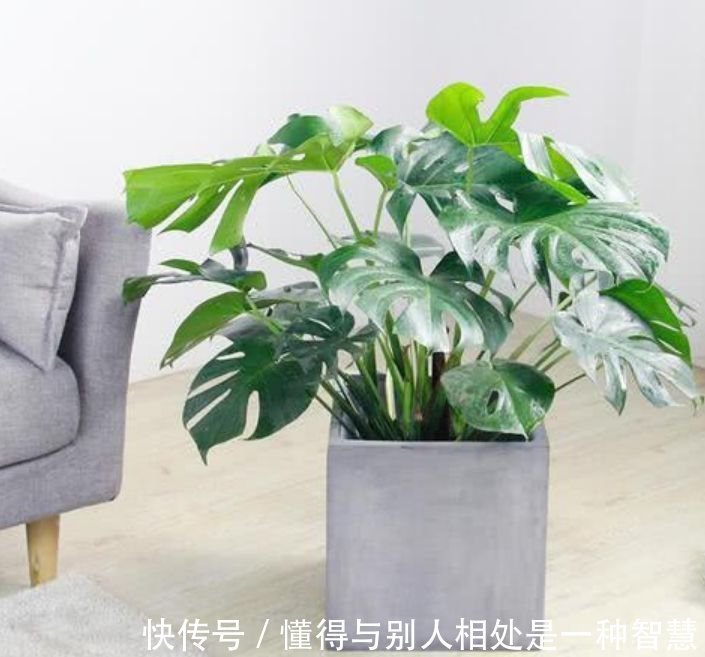 阳台养这几朵花,花开不断,养在客厅上档次,还杀菌又消毒