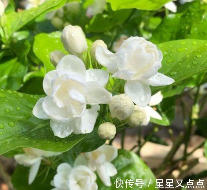 4种花,花朵又大又美,名字也好听,还能散发阵阵花香