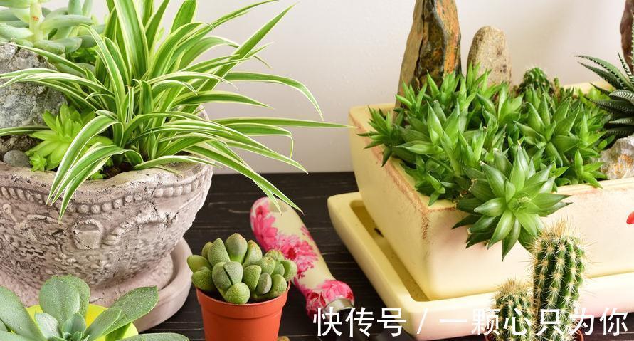 养花干货第六期,8个坏习惯会让你成为花卉杀手,你占几个