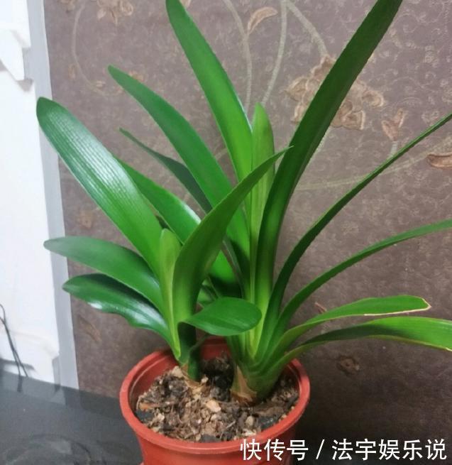 蟹爪兰不开花就关“小黑屋”,而君子兰不开花却得做好这些!