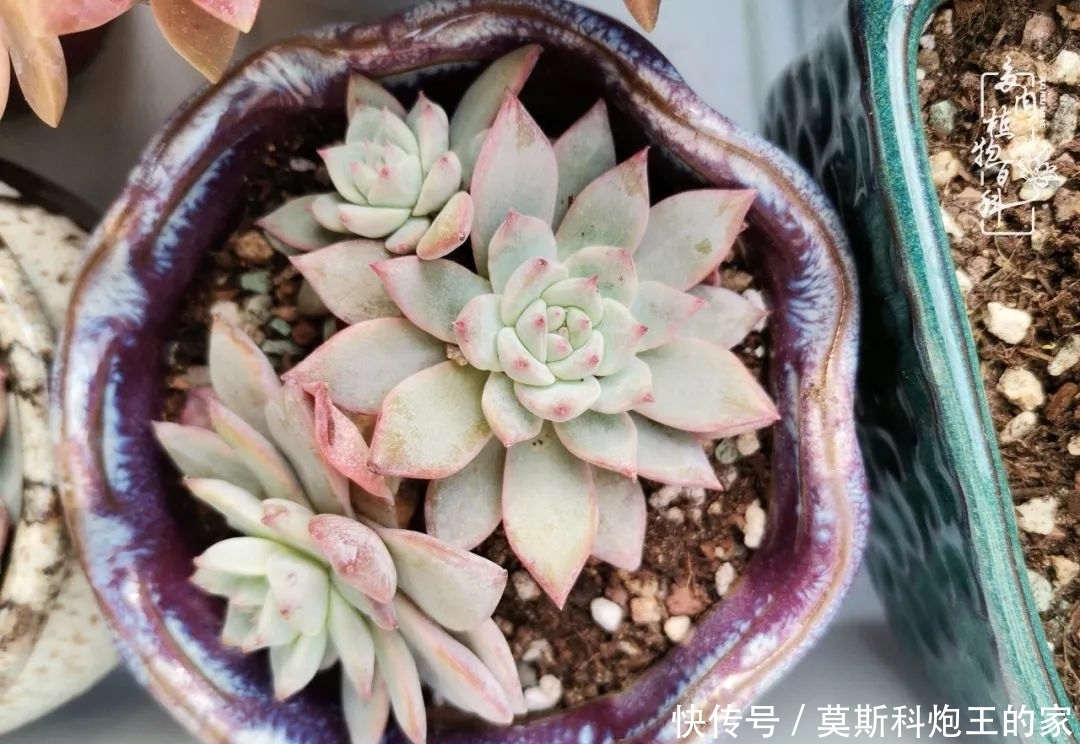 回顾令人难忘的2020年!2021,我定不负美肉不负众望!