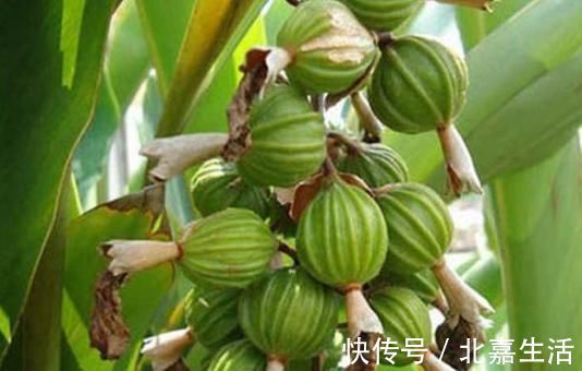 食物|好身体多半是“吃”出来的,3种食物经常吃,排毒抗衰降血压!