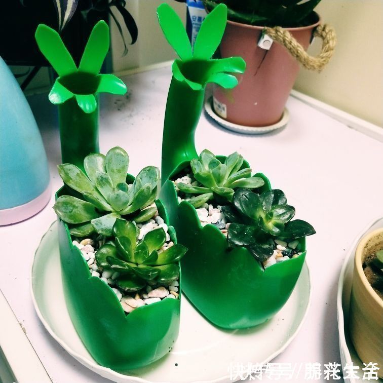 果皮|扔掉家里这些垃圾,就是扔钱,拿来养花特好用