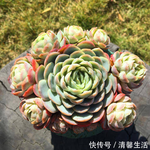 多肉植物|现在开始,养多肉植物给它浇一种水,一个月胖一圈