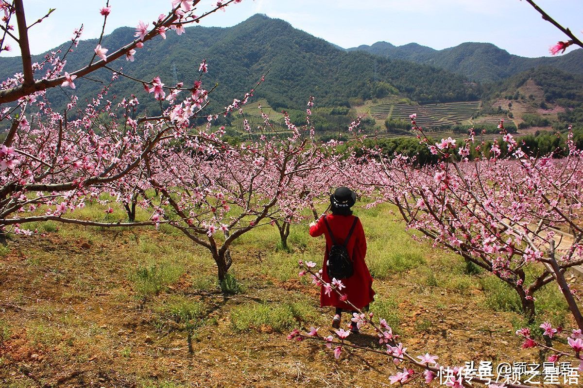 宁波第一免费赏梅地，梅开成海，春节打卡地