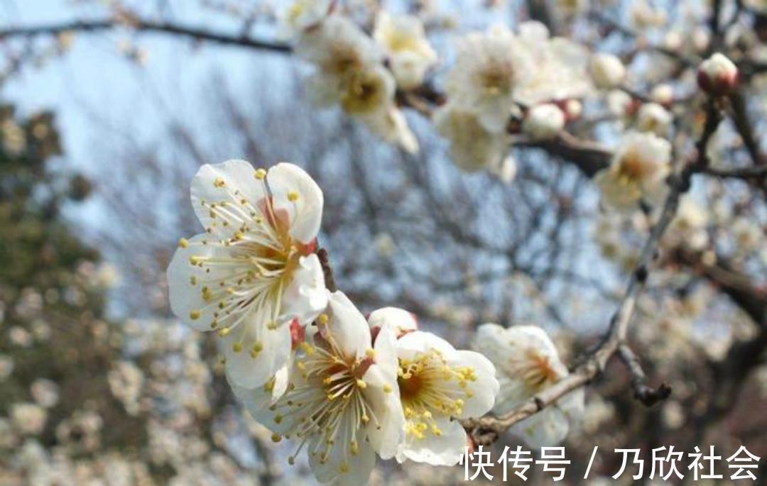 咏梅诗#清朝诗人林古度这首咏梅诗,开篇就是名句,结尾更是写出了新意!