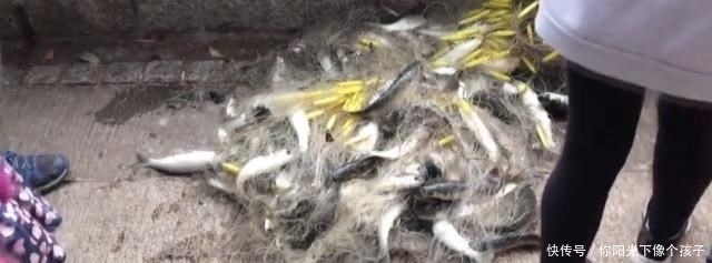香港河道乌头鱼泛滥，钓鱼人：不需要技巧，随便钓几十斤