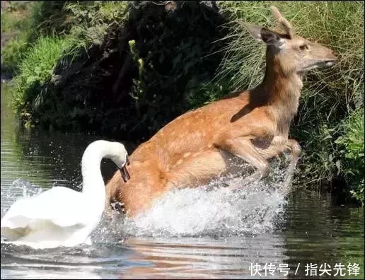 剑桥|剑桥“水怪”!揍人打狗未逢敌手?这么嚣张居然是女王给ta撑腰