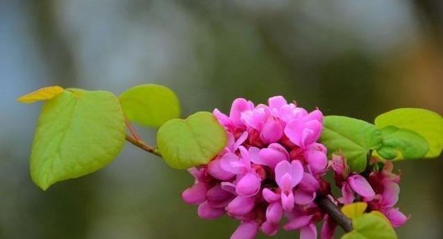 紫荆花树|紫荆花早春叶前开放，无论枝、干布满紫色花朵，艳丽可爱