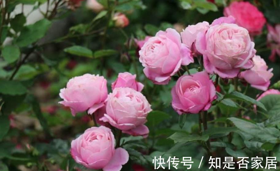 养护|4个关于“入坑”月季的误区,新手还傻傻相信,你信过几点?