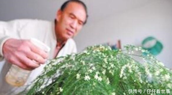 张大爷养“文竹”, 只浇“2种水”, 长出“满天星”, 效果超好!