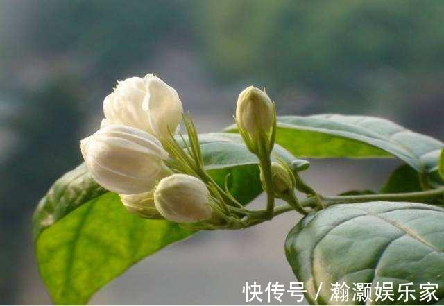 花期|茉莉花“花期”150天,学会这2个“养花窍门”,你也能轻松做到!