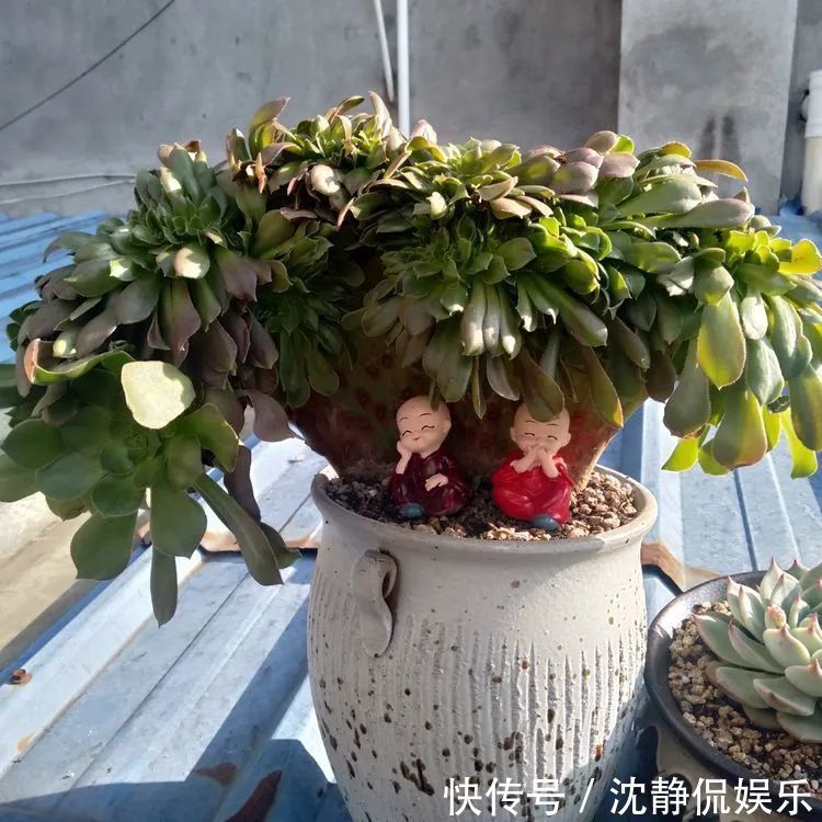 昂斯诺|一直都养不活花,直到遇见了多肉!只要用心,就能变美!