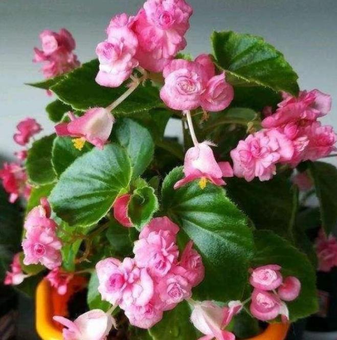 4款艳美的花卉，堪称花卉“劳模”，一年四季开花不停！