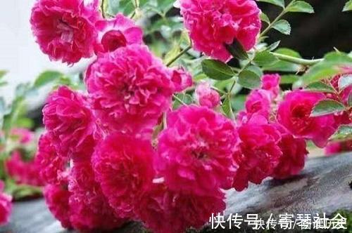 蓝花|养花就养此4种,扦插就能活,周年开花,室内也能养