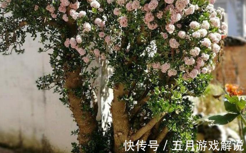冬天|3种“长寿花”,能养几十年,越养越值钱,开成花树真喜庆