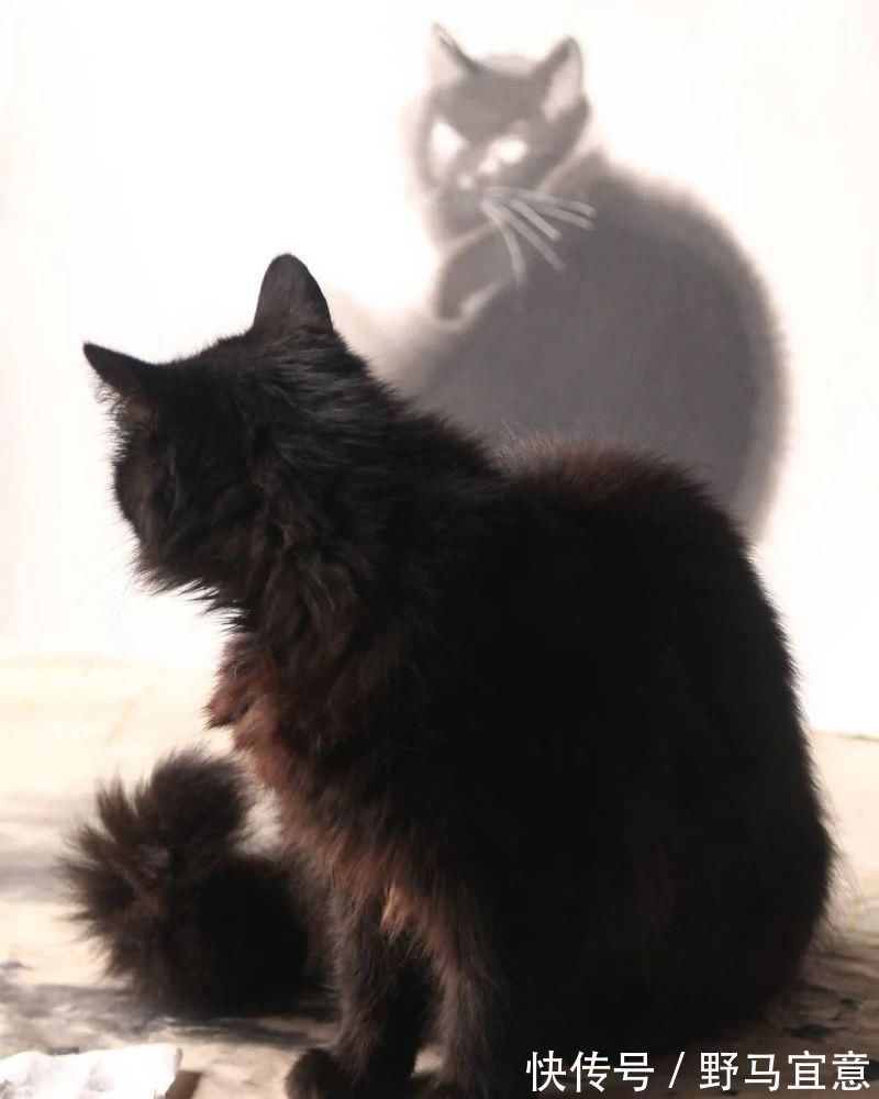 nova$专画“不正经”国画的老外,竟被10万人狂热追捧,看完作品立马佩服不已~