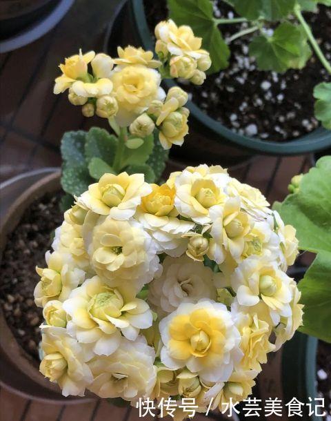 盛宴|家里放这8种花,简直是视觉的盛宴,带给你的感受也是不一般