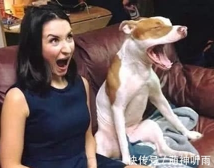 |搞笑图片幽默段子笑话:哈哈,狗狗学主人学得还挺像,一个样哦