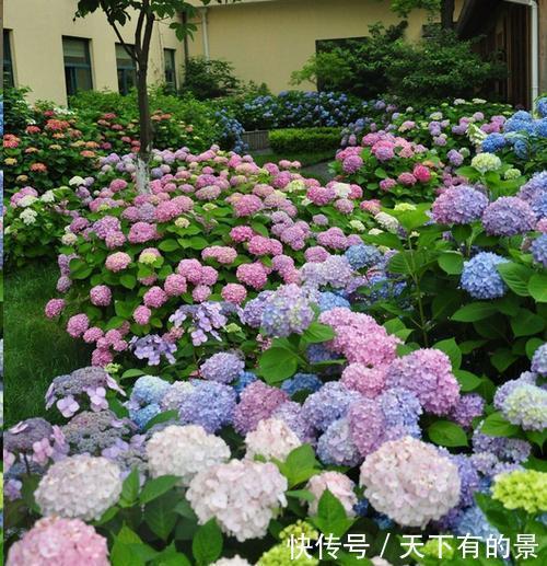 浇水|养绣球花有“三忌”，难怪黄叶开花少，大部分花友都做错了