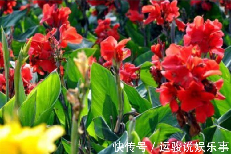 阳台上|4种花好养又漂亮,养上一盆,高端大气上档次,花朵烂漫迷人