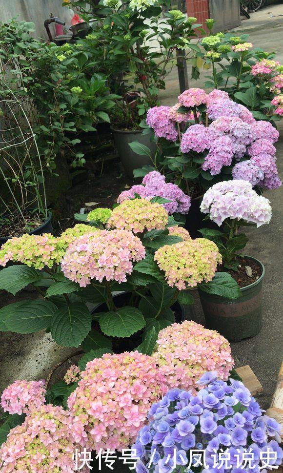 女人的阳台，别缺5种花，好养爱爆盆，一盆千百朵，枝头花苞满