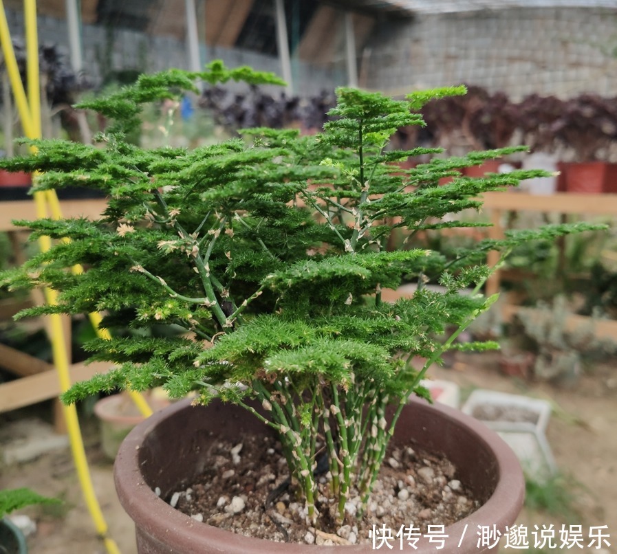 盆景|买云竹擦亮眼,买对品种,养护简单,蹭蹭长叶片,美美盆景养出来