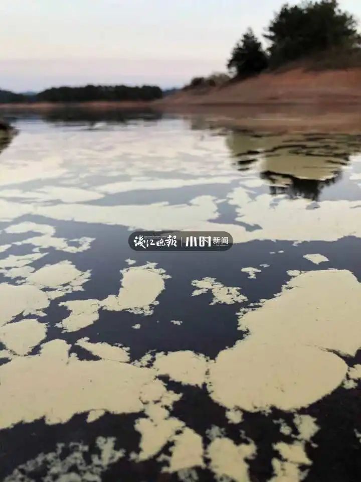 奇景！千岛湖湖面一片“金黄”！背后秘密让吃货激动了