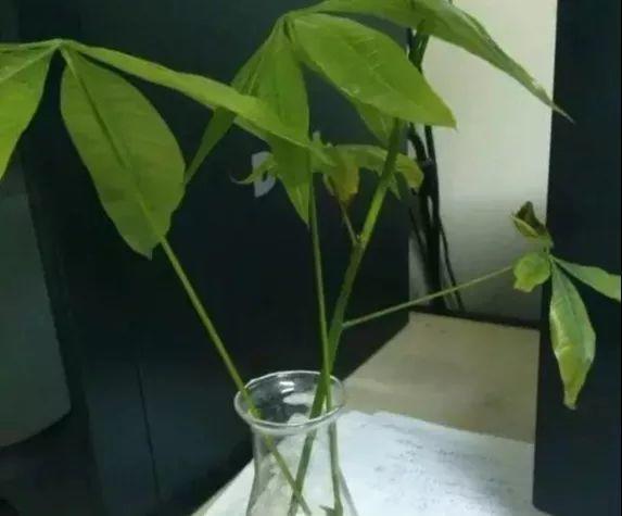 6种寓意好的花，剪根枝就能活，年年爆盆不操心！