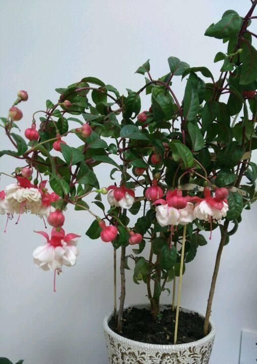 绿萝|别养绿萝多肉了,这种花漂亮又好养,四季开花不断,盆栽养花选它