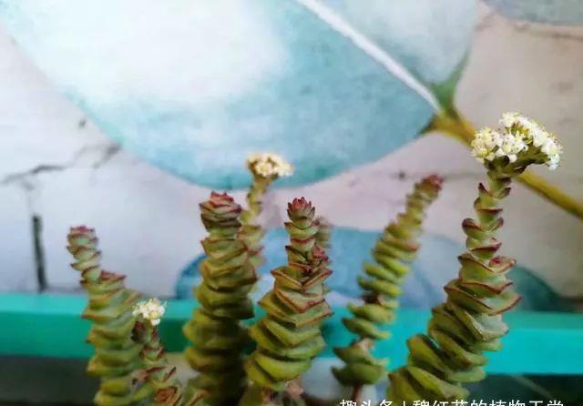 钱串开花,不好看就算了,味道还很难闻,还是剪了吧