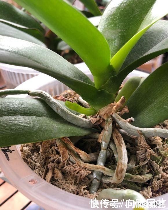 水苔|蝴蝶兰买回家，开完花以后，水苔换成植料，第二年还能接着开