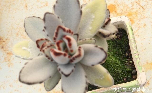 八年|一颗八年没换过盆的月兔耳